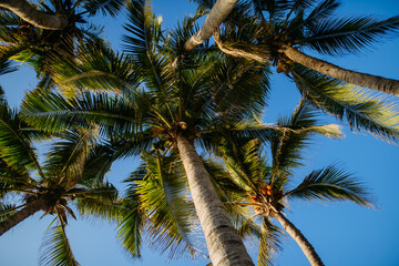 Naklejka na ściany i meble Low angle view of palm trees, sunny weather.