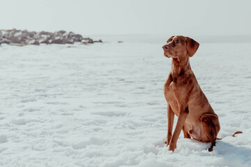 Beautiful red hunting dog sits in the snow on a sunny day