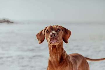 Portrait of a ginger funny dog with tongue
