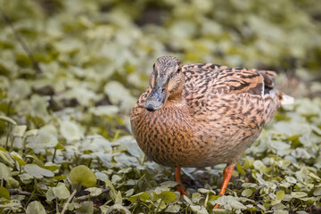 A closeup shot of a cute big brown duck