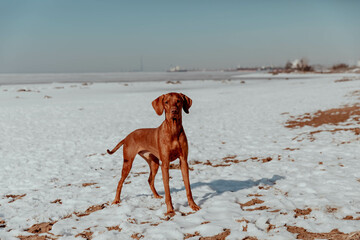 Beautiful red hunting dog stands in the snow on a sunny day