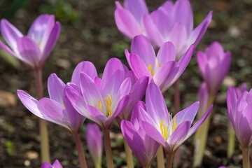  close up of pretty purple flowers of the crocus