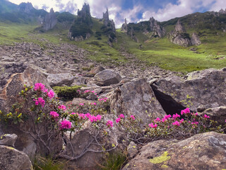 Beautiful bushes of pink rhododendron on rocks in Carpathian mountains. Mount Shpytsi. Ukraine.