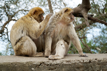 Two Barbary Macaques - one monkey pets the second one
