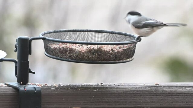 Black capped Chickadee at a bird feeder