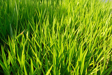 Large growing grass in vibrant green color under the sunlight.