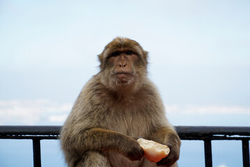 Single Barbary Macaque monkey eating a roll with sky in background