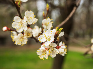 apricot tree branch with beautiful white flowers and buds