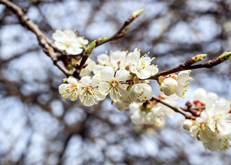 apricot tree branch with lovely white flowers and buds against a blue sky