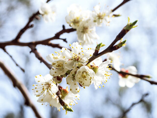apricot tree branch with lovely white flowers and buds against a blue sky