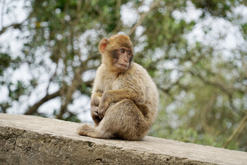 Naklejka na ściany i meble Young Barbary Macaque monkey sitting on stone wall