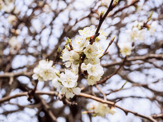 apricot tree branch with lovely white flowers and buds against a blue sky