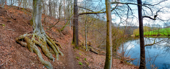Panoramic view over a forest hiking trail in magical deciduous and pine forest with ancient aged tree with surfaced mossed roots at riverside, Germany, at warm sunset Spring evening