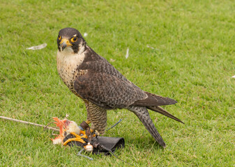 Pereguine Falcon having caught its prey during the demonstration at Dunrobin Castle, Golpie, Sutherland, Scotland