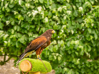 Harris Hawk during the visitor demonstartion at Dunrobin Castle, Golspie, Sutherland, Scotland UK