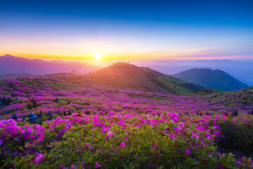 Plakat Sunrise view of royal azalea flowers at Hwangmaesan Mt near Hapcheon-gun, South Korea