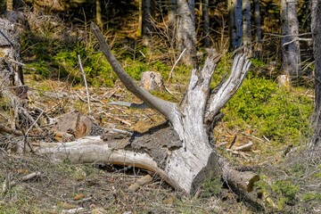 trunk in the forest