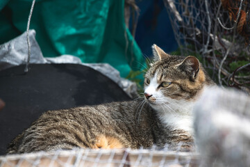 猫