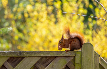 Eichhörnchen im Garten © E. Schittenhelm