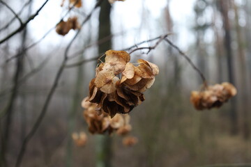 Ptelea trifoliata plant in the forest, wafer ash leaves, autumn forest 
