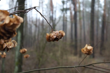 Ptelea trifoliata plant in the forest, wafer ash leaves