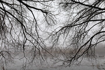 Fototapeta na wymiar Gloomy branches in a foggy forest, branch pattern 