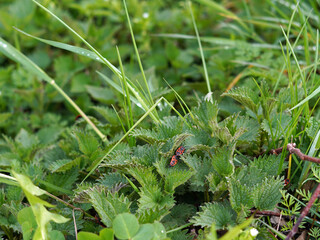 A view of the wild grasses. We see different types of plants. There are beetles with orange roofs on the nettles.