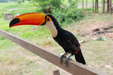 toucan bird with bright orange beak. photo of toucan bird outside. toucan bird outdoor.