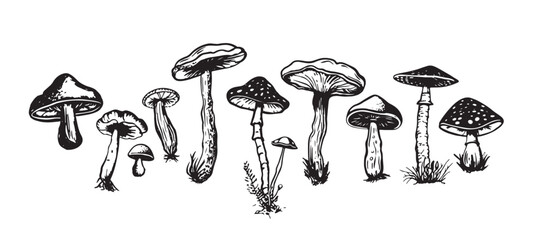 Mushrooms set hand drawn illustrations, vector.