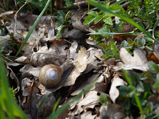 Brown adult snail crawling on a dry leaf. We also see green grass.