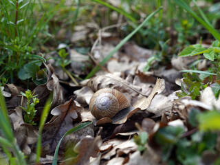 The shell in which the adult snail hides. It is brown in color and is on a leaf.