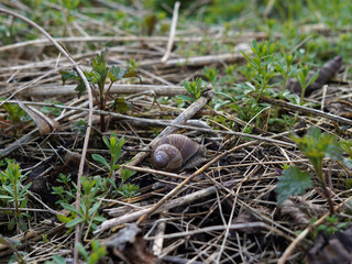A snail emerging from its shell. It is lying on the branches.