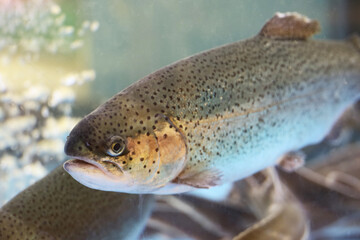 River trout swimming in water. Portrait of fish in store aquarium