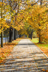 Fototapeta na wymiar Autumn landscape, colorful leaves falling from trees, sunny path.