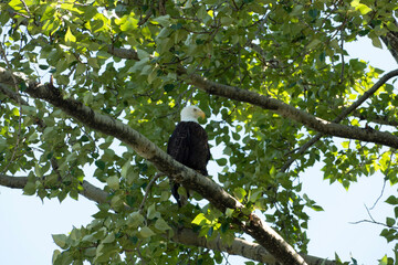 crow on tree