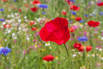 red poppy on meadow at summer