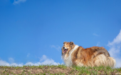 Golden long haired rough collie on a sky background, standing in a nature