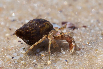 close up of small hermit crab on sand