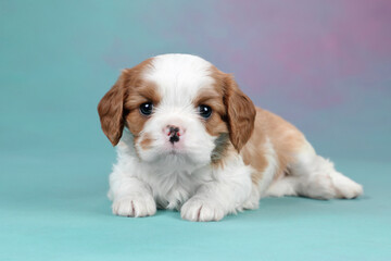 Cute little cavalier king charles spaniel puppy on colorful background