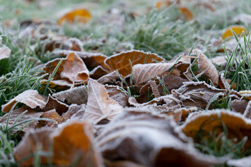 Hojas escarcha otoño hielo hierba prado