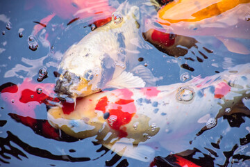 There are many koi fish competing for their heads above the water.