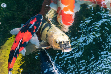 The carp raised its head above the water in a variety of colors.