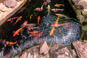 The fish pond has many koi, red, pink, yellow, swimming in the water.