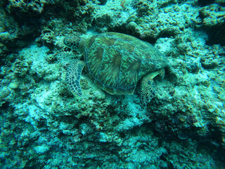 coral reef and diver