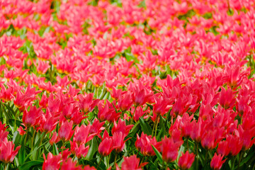colorful blooming tulips flowers in early spring