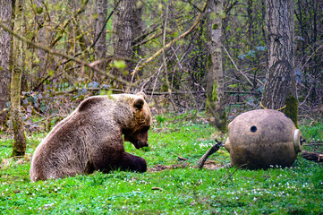 Brown bear with a big game ball