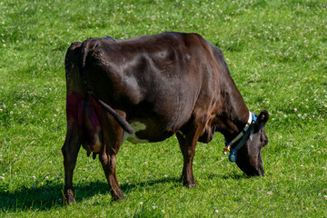 cow is eating grass on a farm field. Cow on a grass meadow in summer. Black cow on green grass field