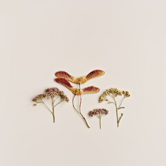 Autumn, fall square pattern. Minimal aesthetic autumn top view with dry flowers and seeds on beige background, nature autumnal decor, botanical still life, minimal flat lay of natural materials