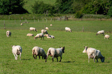 Obraz na płótnie Canvas A flock of sheep on a meadow, summer. Livestock farm in Ireland. Grazing animals on the farm. Herd of sheep on green grass field