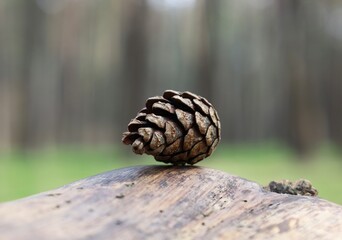 Pine cones in a sunny summer forest